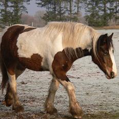 Irish Cob Frydendal's Liothlaith