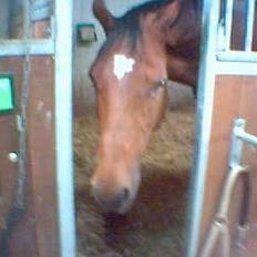 Dansk Varmblod Michella (Aflivet)