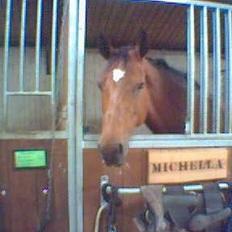 Dansk Varmblod Michella (Aflivet)