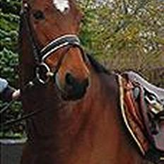 Dansk Varmblod Michella (Aflivet)