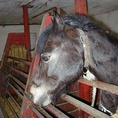 Anden særlig race Pirus