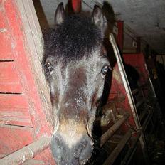 Anden særlig race Pirus