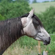 Pura Raza Española Dalgards Guapa(aflivet)
