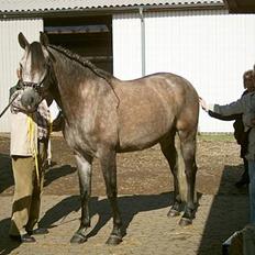 Pura Raza Española Dalgards Guapa(aflivet)
