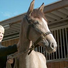 Pura Raza Española Dalgards Guapa(aflivet)