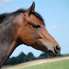 Anden særlig race Chamelli¤B-PONY¤