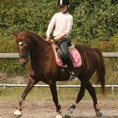 Welsh Cob (sec D) *Gaiety* solgt