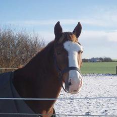 New Forest Kroghøj's Martell 