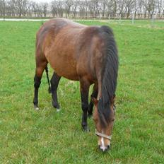 New Forest Agerboes Coco