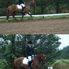 Anden særlig race Artesia