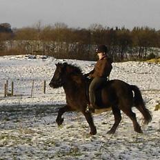Islænder Jörfi fra husavik