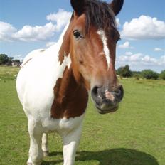 Anden særlig race Dakota