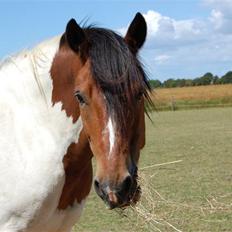 Anden særlig race Dakota