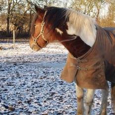 Anden særlig race Dakota