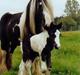 Irish Cob ** MOONLIGHT **