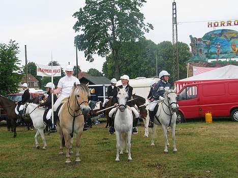 Fjordhest Flash billede 2