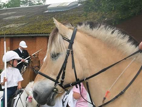 Fjordhest Flash - vi går klar til at løbe.... men hva er det nede i enden......når pyt.....vi løber bare :)  billede 3