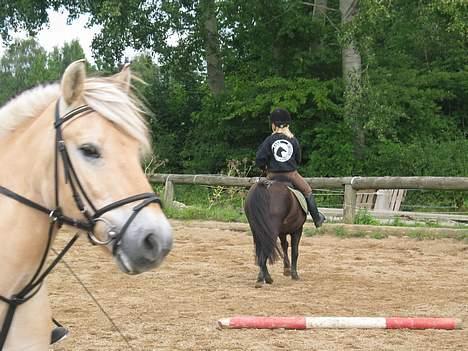 Fjordhest Flash - jeg vil ogs mæ` på billedet billede 4