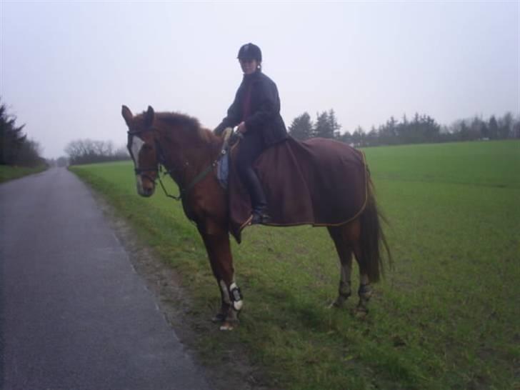 Hannoveraner Lugano Wonder billede 6