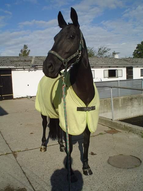 Oldenborg Nikita - Nikita i Næstved. Sheila havde haft hende i bad billede 8