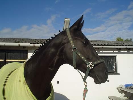 Oldenborg Nikita - Sheila har pyntet Nikita billede 9