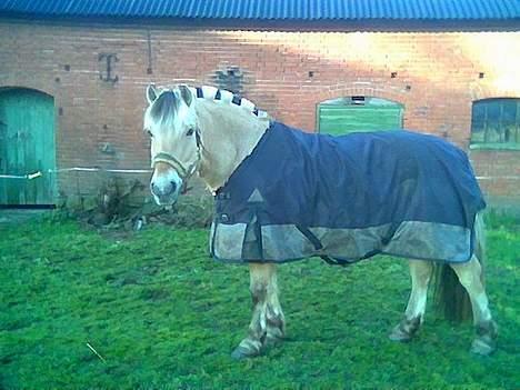 Fjordhest sonnyboy rørbæk - haaaai fra mig til di:) billede 4