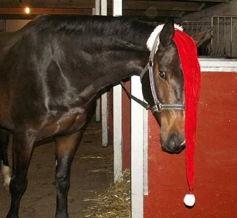 Dansk Varmblod Risdalens Amy - D. 10/12 amy med nissehue:D billede 5