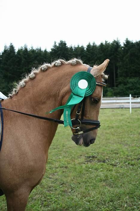 Palomino Golden Desert Fighter billede 1