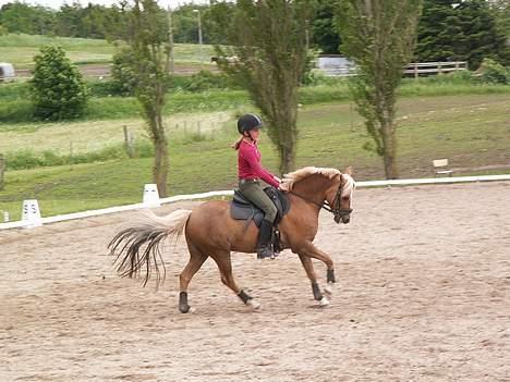 Palomino Golden Desert Fighter billede 2