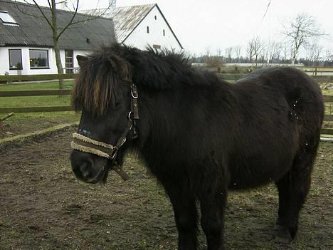 Shetlænder MIN ELVIS<33' R.I.P!:'( - årrrh bamse savner dig <333 ;´( billede 5