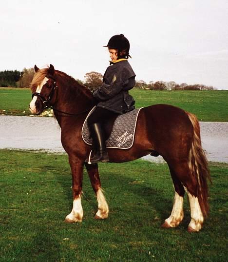 Welsh Pony af Cob-type (sec C) Menai William (RIP) - :) uh den kan posere (staves?) billede 15