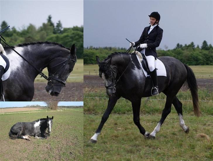 Anden særlig race ontario >--Aflivet--< - Velkommen til ontarios profil. billede 1