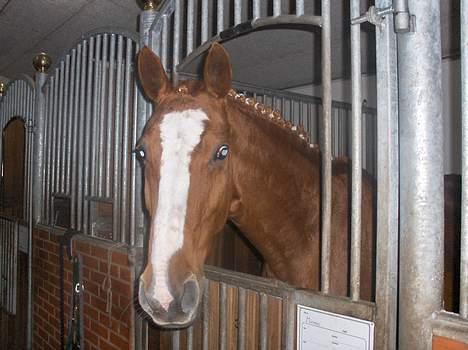 Dansk Varmblod Michell - Miiin Michellll :) <3333 <3333 <3333 <3333 billede 1