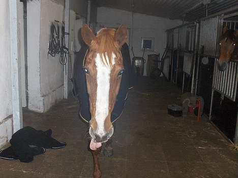 Dansk Varmblod Michell - Rækker tunge :) billede 2