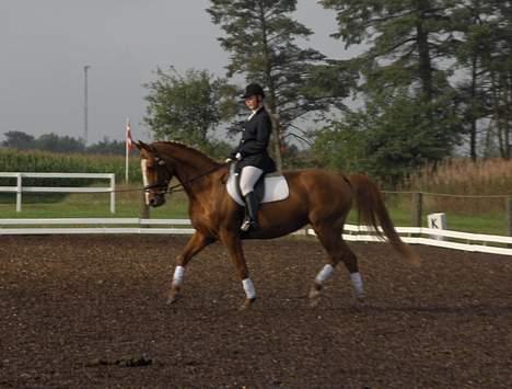 Dansk Varmblod Michell - Til stævne i Hodsager :) billede 3