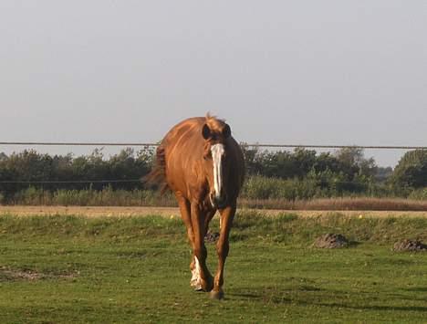 Dansk Varmblod Michell - På folden billede 5