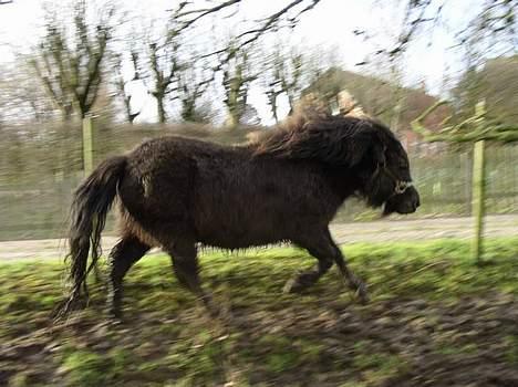Anden særlig race Ikaros snart nye billeder - Hej, jeg er Ikaros, jeg løber stærkt ! billede 1