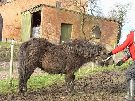 Anden særlig race Ikaros snart nye billeder - Laura skal lokke med en godbid før jeg taget et skridt. billede 2
