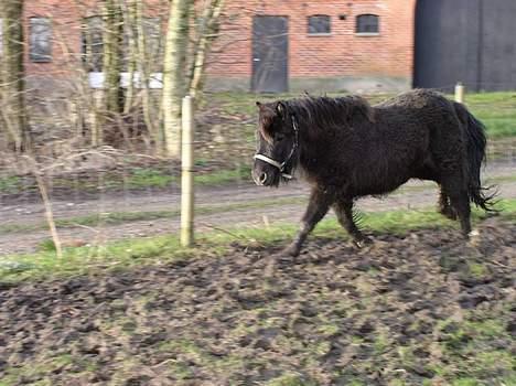 Anden særlig race Ikaros snart nye billeder - The "smarte" boy Is In the Town ! Muhahaha ! billede 3