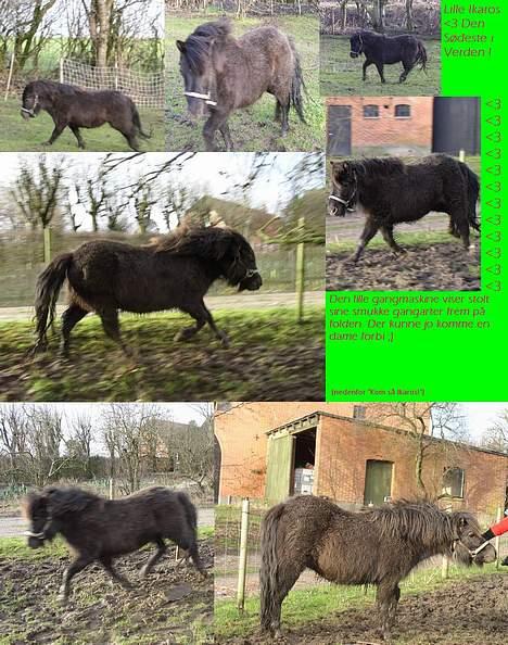 Anden særlig race Ikaros snart nye billeder - En min søster lavede. billede 4