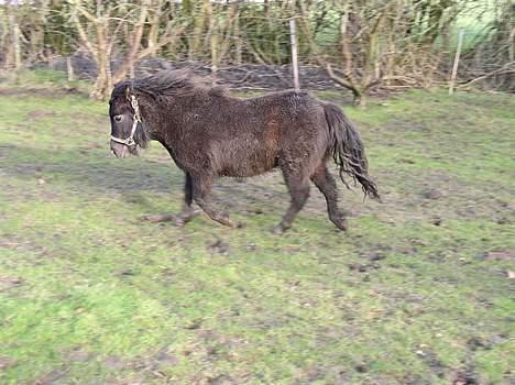 Anden særlig race Ikaros snart nye billeder - Flot ikke ?  billede 5