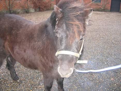 Anden særlig race Ikaros snart nye billeder - Søde ikaros i gårdspladsen. billede 6