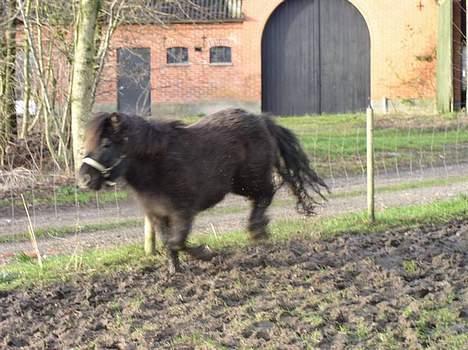 Anden særlig race Ikaros snart nye billeder - Wee´ Fuld galop :D billede 7