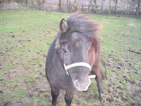 Anden særlig race Ikaros snart nye billeder - Hov´ ! Der var en godbid ! :) billede 8