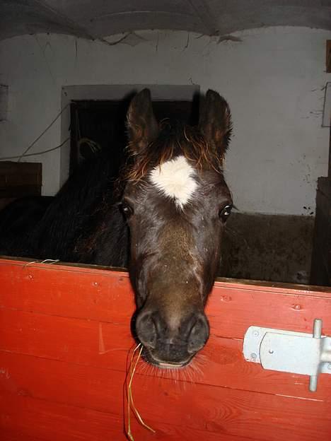 Welsh Pony af Cob-type (sec C) West Side Billy boy *solgt* - December 2006 billede 8