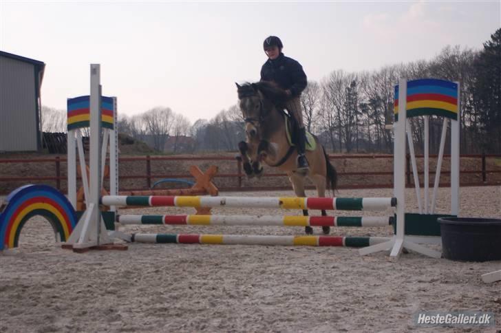 Welsh Pony af Cob-type (sec C) Rosengårdens Kasa solgt  - hvem siger dressurponyer ikke kan springe? billede 12