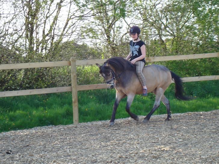 Welsh Pony af Cob-type (sec C) Rosengårdens Kasa solgt  billede 13