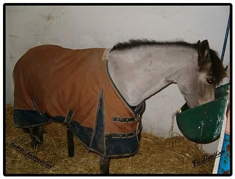 Welsh Pony af Cob-type (sec C) Rosengårdens Kasa solgt  billede 14