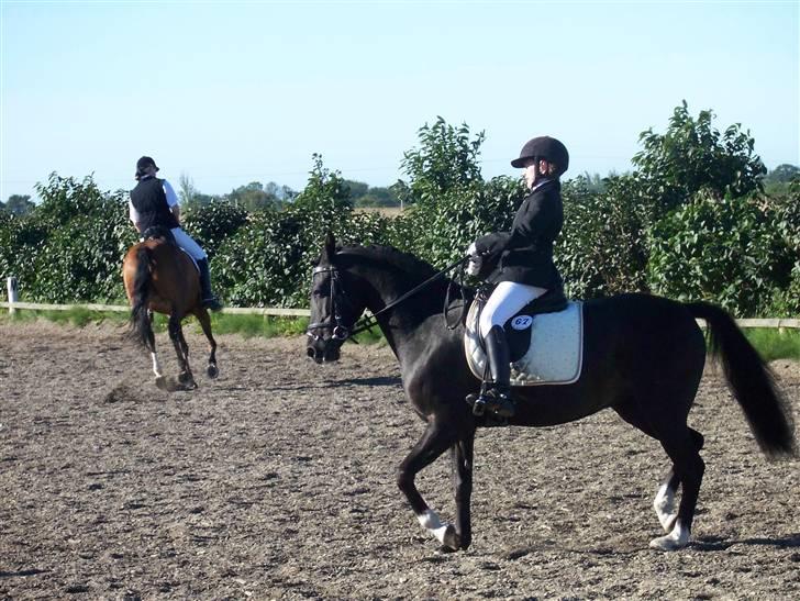 DSP welvet af Kongshøj solgt - Mit første stævne på welvet som 5 års og lige redet til billede 2