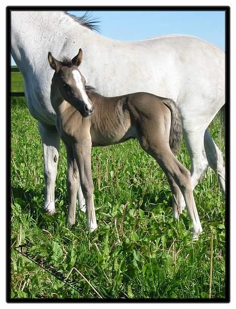 DSP welvet af Kongshøj solgt billede 13